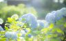 01/07/2018.The hydrangea blooms, Sasano Kannon(Temple) Yonezawa City Yamagata Pref.