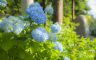 01/07/2018.The hydrangea blooms, Sasano Kannon(Temple) Yonezawa City Yamagata Pref.