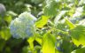 01/07/2018.The hydrangea blooms, Sasano Kannon(Temple) Yonezawa City Yamagata Pref.