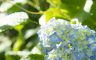 01/07/2018.The hydrangea blooms, Sasano Kannon(Temple) Yonezawa City Yamagata Pref.