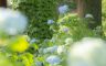 01/07/2018.The hydrangea blooms, Sasano Kannon(Temple) Yonezawa City Yamagata Pref.