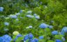 01/07/2018.The hydrangea blooms, Sasano Kannon(Temple) Yonezawa City Yamagata Pref.