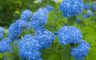 01/07/2018.The hydrangea blooms, Sasano Kannon(Temple) Yonezawa City Yamagata Pref.