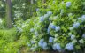 01/07/2018.The hydrangea blooms, Sasano Kannon(Temple) Yonezawa City Yamagata Pref.