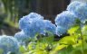 01/07/2018.The hydrangea blooms, Sasano Kannon(Temple) Yonezawa City Yamagata Pref.