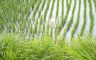 01/07/2018. Paddy field in the morning( Yonezawa City Yamagata Pref.)