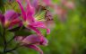 06/07/2018 Tokorozawa's  Lily Garden (Saitama Pref.Japan)