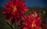 20/10/2020. Akita International Rose Garden(Akita Pref./Japan)