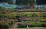 20/10/2020. Akita International Rose Garden(Akita Pref./Japan)